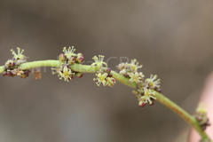 Lannea coromandelica